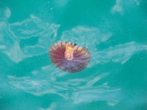 De ongebruikelijke kwal zwemt in het Adriatische overzees royalty-vrije stock fotografie De ongebruikelijke kwal zwemt in het Adriatische overzees royalty-vrije stock fotografie