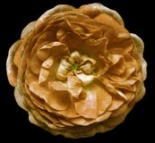 De oranje bloem van een thee nam met gele stamens op een geïsoleerde zwarte achtergrond met het knippen van weg toe Close-up geen royalty-vrije stock foto De oranje bloem van een thee nam met gele stamens op een geïsoleerde zwarte achtergrond met het knippen van weg toe Close-up geen royalty-vrije stock foto