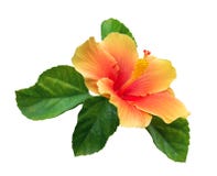 De oranje kleurenhibiscus bloeit met groene die bladeren op witte achtergrond, weg worden geïsoleerd royalty-vrije stock foto's De oranje kleurenhibiscus bloeit met groene die bladeren op witte achtergrond, weg worden geïsoleerd royalty-vrije stock foto's