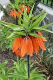 De oranje klokbloemen van Fritillariaimperialis op een de lentedag royalty-vrije stock afbeeldingen De oranje klokbloemen van Fritillariaimperialis op een de lentedag royalty-vrije stock afbeeldingen