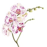 De orchideetak van waterverfphalaenopsis op witte achtergrond wordt geïsoleerd die Stock Afbeelding De orchideetak van waterverfphalaenopsis op witte achtergrond wordt geïsoleerd die Stock Afbeelding