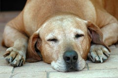 De oude slaap van de hond De oude slaap van de hond
