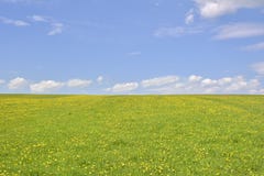 De Paardebloem op groen gebied en blauwe hemel Royalty-vrije Stock Fotografie De Paardebloem op groen gebied en blauwe hemel Royalty-vrije Stock Fotografie