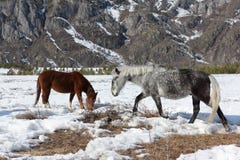 De paarden weiden op een sneeuwopen plek onder bergen Royalty-vrije Stock Afbeelding De paarden weiden op een sneeuwopen plek onder bergen Royalty-vrije Stock Afbeelding
