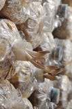 De paddestoelen van de oester in het kweken van zak stock fotografie De paddestoelen van de oester in het kweken van zak stock fotografie