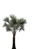 De palm isoleerde stan alleen royalty-vrije stock afbeeldingen De palm isoleerde stan alleen royalty-vrije stock afbeeldingen