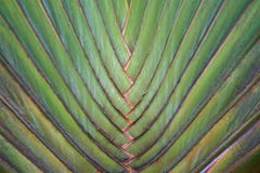 De palmtakken langs de boomstam vormen een abstract patroon royalty-vrije stock fotografie De palmtakken langs de boomstam vormen een abstract patroon royalty-vrije stock fotografie