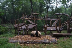 De panda draagt: betwistbaar het pictogram van Chengdu, of zelfs Sichuan Provin Stock Afbeelding De panda draagt: betwistbaar het pictogram van Chengdu, of zelfs Sichuan Provin Stock Afbeelding