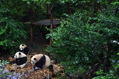 De panda draagt: betwistbaar het pictogram van Chengdu, of zelfs Sichuan Provin Royalty-vrije Stock Fotografie De panda draagt: betwistbaar het pictogram van Chengdu, of zelfs Sichuan Provin Royalty-vrije Stock Fotografie