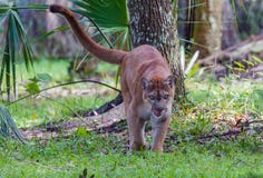 De Pantergangen van Florida naar camera die lippen likken stock foto's De Pantergangen van Florida naar camera die lippen likken stock foto's