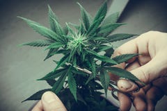 De persoons in orde makende bladeren van het medische close-up van de marihuanainstallatie Cannabisinstallatie die binnen groeien royalty-vrije stock fotografie De persoons in orde makende bladeren van het medische close-up van de marihuanainstallatie Cannabisinstallatie die binnen groeien royalty-vrije stock fotografie
