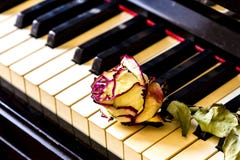 De pianosleutels met droog namen toe Het idee van het concept voor liefde van muziek, voor de componist, muzikale inspiratie royalty-vrije stock foto's De pianosleutels met droog namen toe Het idee van het concept voor liefde van muziek, voor de componist, muzikale inspiratie royalty-vrije stock foto's