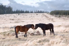De piekdartmoor van Dartmoorponeys bellever royalty-vrije stock afbeelding De piekdartmoor van Dartmoorponeys bellever royalty-vrije stock afbeelding