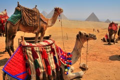 De Piramides en de kamelen van Giza