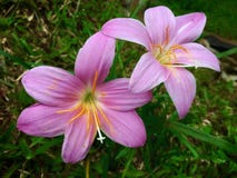 De pluie fleur rose-clair lilly fleurissant sur la terre dans la saison des pluies de la Thaïlande photos stock De pluie fleur rose-clair lilly fleurissant sur la terre dans la saison des pluies de la Thaïlande photos stock