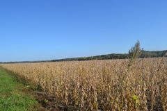 De Provincie Missouri van Adam-ondi-Ahman Daviess stock afbeelding De Provincie Missouri van Adam-ondi-Ahman Daviess stock afbeelding