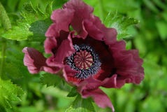 De Pruim ` van het papaver orientale ` Pasteitje ` s royalty-vrije stock foto De Pruim ` van het papaver orientale ` Pasteitje ` s royalty-vrije stock foto