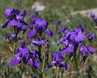 De purpere Illyrian-iris bloeit - Latijnse naam - Irisillyrica in aardkarst gebied royalty-vrije stock foto De purpere Illyrian-iris bloeit - Latijnse naam - Irisillyrica in aardkarst gebied royalty-vrije stock foto