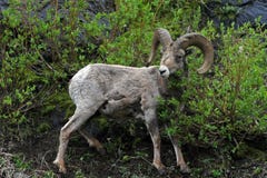 De Ram van Bighornschapen in het Nationale Park van Yellowstone in Wyoming royalty-vrije stock afbeelding De Ram van Bighornschapen in het Nationale Park van Yellowstone in Wyoming royalty-vrije stock afbeelding