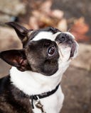 De rasechte Hond die van Boston Terrier omhoog op de Straat kijken stock foto's De rasechte Hond die van Boston Terrier omhoog op de Straat kijken stock foto's