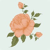 De reeks van pioen bloeit, knop, bladeren, de hand getrokken vectorillustratie van de schetsstijl op witte achtergrond Royalty-vrije Stock Foto's De reeks van pioen bloeit, knop, bladeren, de hand getrokken vectorillustratie van de schetsstijl op witte achtergrond Royalty-vrije Stock Foto's