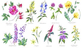De reeks van de waterverfzomer geneeskrachtige bloemen, Plantkundeinzameling vector illustratie De reeks van de waterverfzomer geneeskrachtige bloemen, Plantkundeinzameling vector illustratie