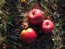 De rijpe rode appelen liggen op het gras onder de boom stock afbeelding De rijpe rode appelen liggen op het gras onder de boom stock afbeelding
