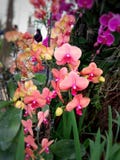 De rode en roze orchidee is bloemen stock afbeelding De rode en roze orchidee is bloemen stock afbeelding