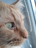 De rode kat kijkt uit het venster royalty-vrije stock afbeelding De rode kat kijkt uit het venster royalty-vrije stock afbeelding