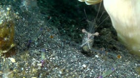 De rode klauw cuapetes garnalen Cuapetes tenuipes eten op het zand in de nacht in Lembeh stait stock videobeelden De rode klauw cuapetes garnalen Cuapetes tenuipes eten op het zand in de nacht in Lembeh stait stock videobeelden