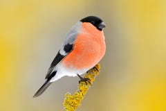 De rode zitting van de zangvogelgoudvink op gele korstmostak, Sumava, Tsjechische republiek Het wildscène van aard Goudvink in bo royalty-vrije stock foto De rode zitting van de zangvogelgoudvink op gele korstmostak, Sumava, Tsjechische republiek Het wildscène van aard Goudvink in bo royalty-vrije stock foto
