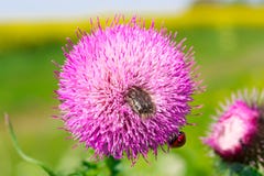 De roze bloem van de melkdistel in bloei in de lente stock foto De roze bloem van de melkdistel in bloei in de lente stock foto