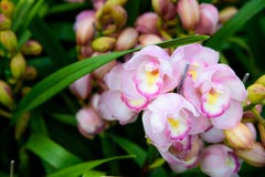 De roze close-up van Orchideecymbidium Het fokken van orchideeën in tuin Stock Afbeeldingen De roze close-up van Orchideecymbidium Het fokken van orchideeën in tuin Stock Afbeeldingen