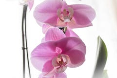 De roze Orchidee van het bloemenhuis Bloeiorchidee Mooie roze orchidee? achtergrond die in ps wordt gecreërd stock afbeelding De roze Orchidee van het bloemenhuis Bloeiorchidee Mooie roze orchidee? achtergrond die in ps wordt gecreërd stock afbeelding
