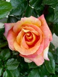 De rozen zijn de mooiste bloemen royalty-vrije stock foto's De rozen zijn de mooiste bloemen royalty-vrije stock foto's