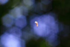 De rupsband hangt op een dun spinneweb in het bos op de achtergrond een blauwe krullende bokeh stock afbeeldingen De rupsband hangt op een dun spinneweb in het bos op de achtergrond een blauwe krullende bokeh stock afbeeldingen