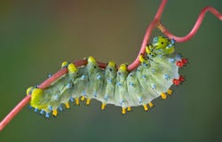 De rupsband van Cecropia op wijnstok stock afbeelding De rupsband van Cecropia op wijnstok stock afbeelding