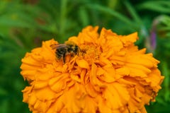 De ruwharige bij verzamelt een nectar Stock Foto's De ruwharige bij verzamelt een nectar Stock Foto's
