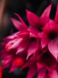 De röda blommorna som formas som drakeflamman royaltyfri foto De röda blommorna som formas som drakeflamman royaltyfri foto