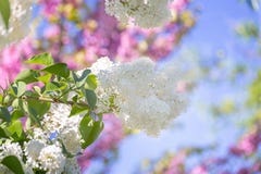 De samenvatting vertroebelde achtergrond van bokeh en bloeiende witte seringen of syringatak in de lente De aard van de lente royalty-vrije stock afbeelding De samenvatting vertroebelde achtergrond van bokeh en bloeiende witte seringen of syringatak in de lente De aard van de lente royalty-vrije stock afbeelding