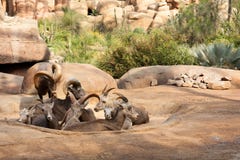 De schapen van het groepsbighorn stock fotografie De schapen van het groepsbighorn stock fotografie