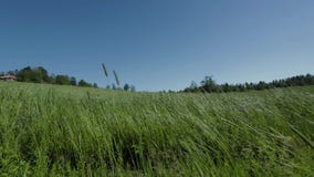 De schitterende mening van het aardlandschap Groen gras die in de wind slingeren Groen grasgebied op blauwe hemelachtergrond stock videobeelden De schitterende mening van het aardlandschap Groen gras die in de wind slingeren Groen grasgebied op blauwe hemelachtergrond stock videobeelden