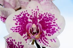 De schoonheid van een witte en purpere Orchidee in volledige bloei De bloem van de Phalaenopsisorchidee op een achtergrond van bl stock fotografie De schoonheid van een witte en purpere Orchidee in volledige bloei De bloem van de Phalaenopsisorchidee op een achtergrond van bl stock fotografie