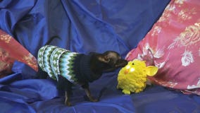 De schorsen en de spelen van hond speelgoed-Terrier met een geel stuk speelgoed stock footage De schorsen en de spelen van hond speelgoed-Terrier met een geel stuk speelgoed stock footage