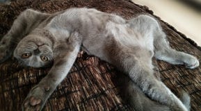 De Schotse blauwe kat ligt op zijn rug Poot aan de kanten royalty-vrije stock afbeeldingen De Schotse blauwe kat ligt op zijn rug Poot aan de kanten royalty-vrije stock afbeeldingen