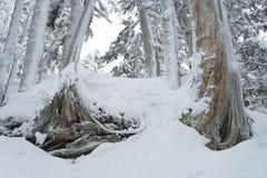 De scène van de de wintersneeuw met sneeuw behandelde bomen op Onderstel Seymour Stock Foto's De scène van de de wintersneeuw met sneeuw behandelde bomen op Onderstel Seymour Stock Foto's