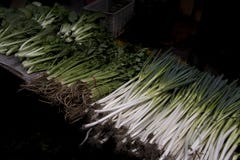 De Selderie van het de Sjalotallium van de lenteuien stock foto De Selderie van het de Sjalotallium van de lenteuien stock foto