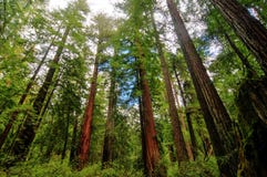 De Sequoiabomen van Californië stock fotografie De Sequoiabomen van Californië stock fotografie