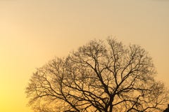 De silhouet majestueuze boom met idyllische zonsondergang bij schemer en duidelijke hemelachtergrond Silhouet van donkere boomtak stock afbeeldingen De silhouet majestueuze boom met idyllische zonsondergang bij schemer en duidelijke hemelachtergrond Silhouet van donkere boomtak stock afbeeldingen