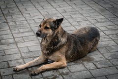 De slechte natte hond die in de vloer leggen royalty-vrije stock foto's De slechte natte hond die in de vloer leggen royalty-vrije stock foto's